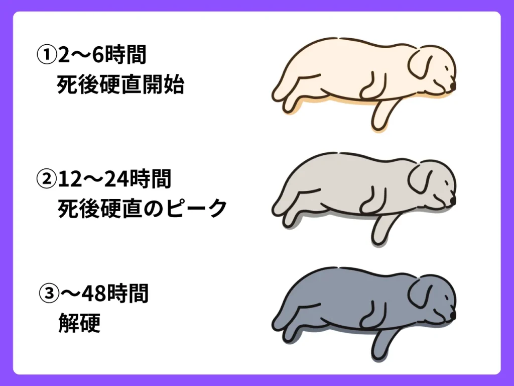 犬が死後硬直後に生き返る可能性は？知っておきたい真実と対処法 
