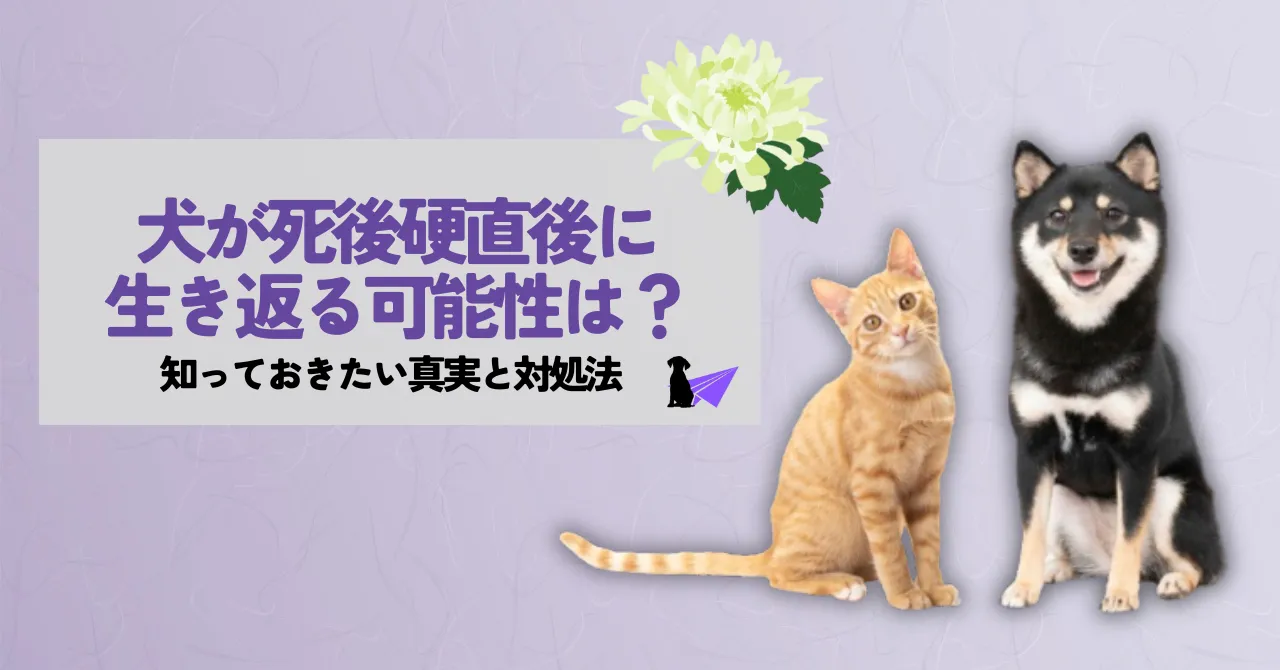 犬が死後硬直後に生き返る可能性は？知っておきたい真実と対処法 - ミオクリ