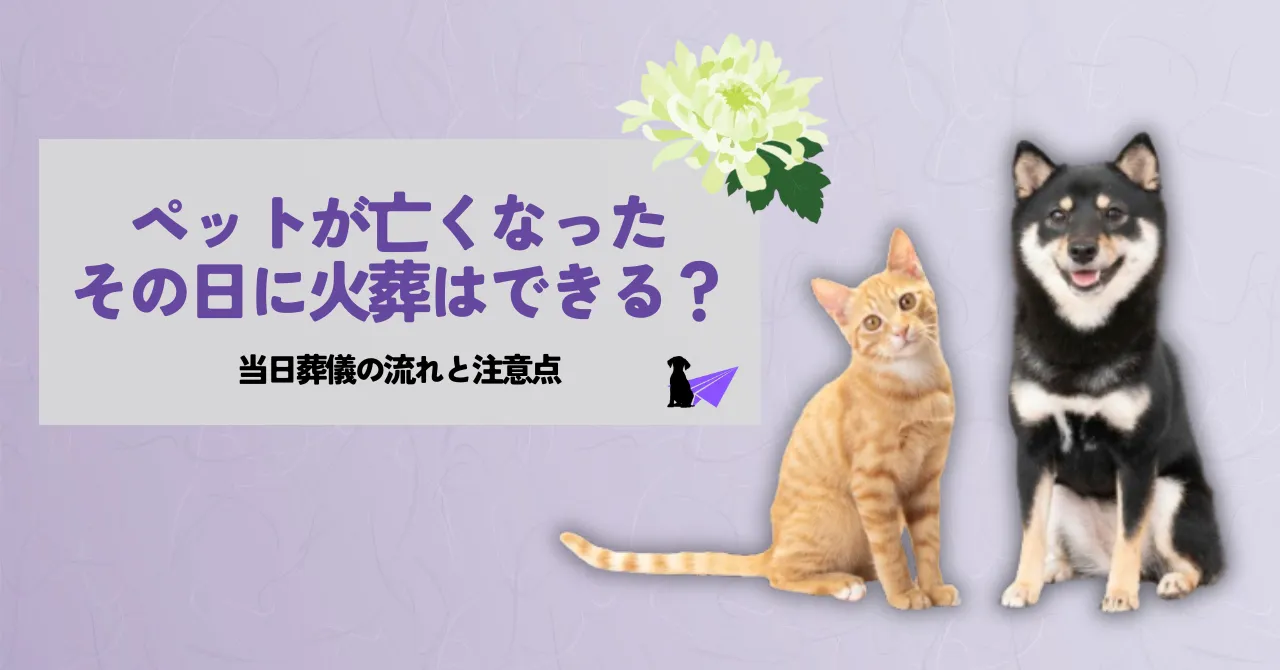 ペットが亡くなったその日に火葬はできる？当日葬儀の流れと注意点_アイキャッチ