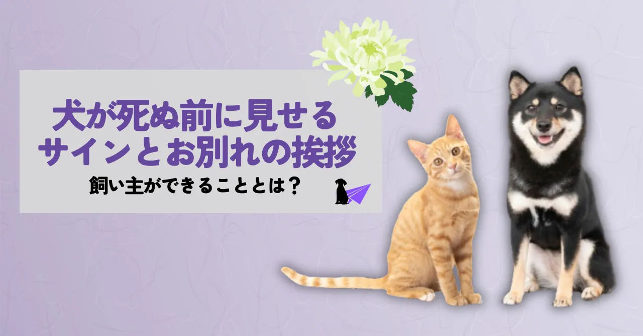 犬 死ぬ前 挨拶_アイキャッチリライト