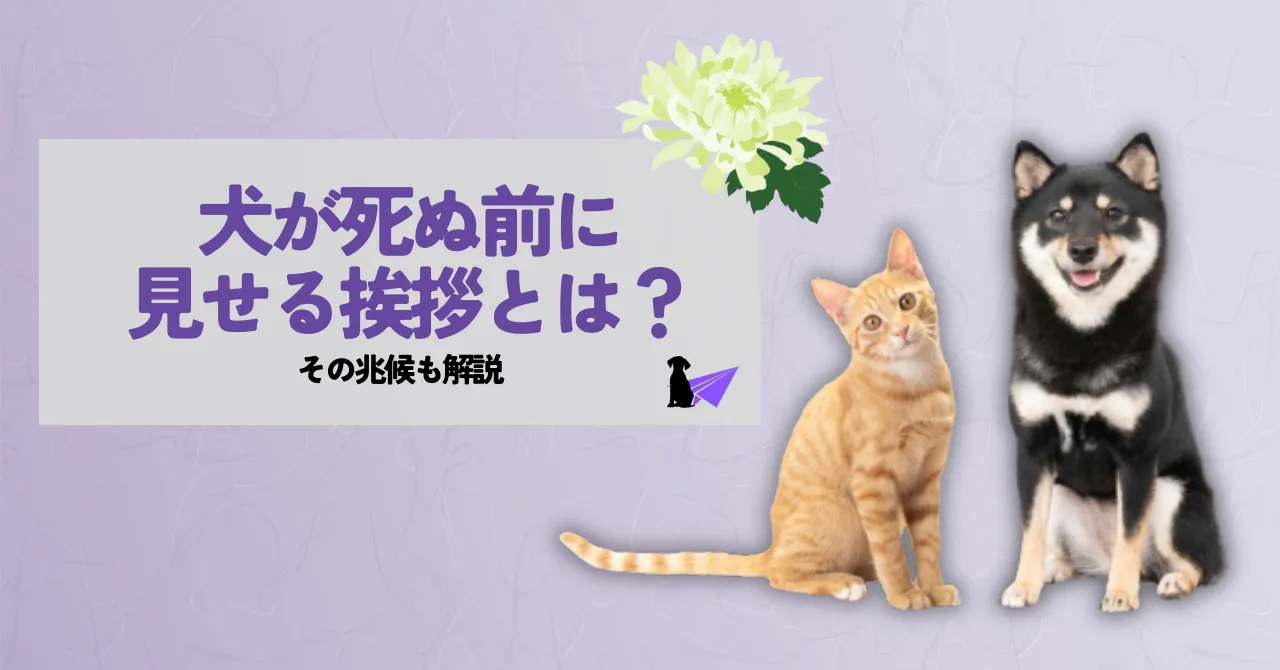 犬が死ぬ前に見せる挨拶とは？その兆候も解説_アイキャッチ