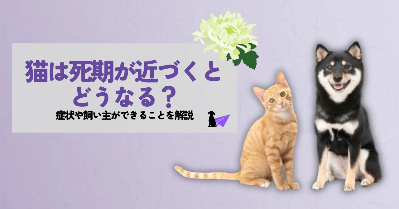 猫は死期が近づくとどうなる？症状や飼い主ができることを解説_アイキャッチ