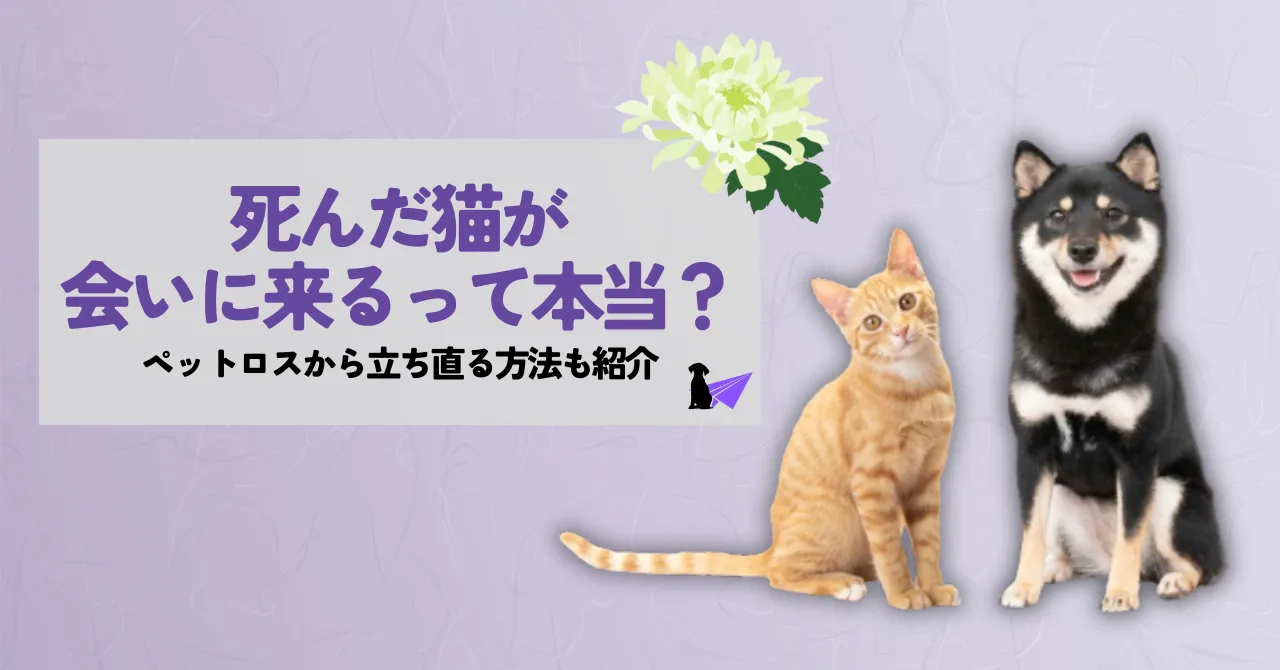 猫 死んだ猫が会いに来るって本当？ペットロスから立ち直る方法も紹介 - ミオクリ